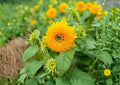 Giant Teddy Bear Sunflower Seeds, Heirloom Non-GMO, Large Fluffy Yellow Blooms, Bee Pollinator, Garden Planting, 25+ Seeds