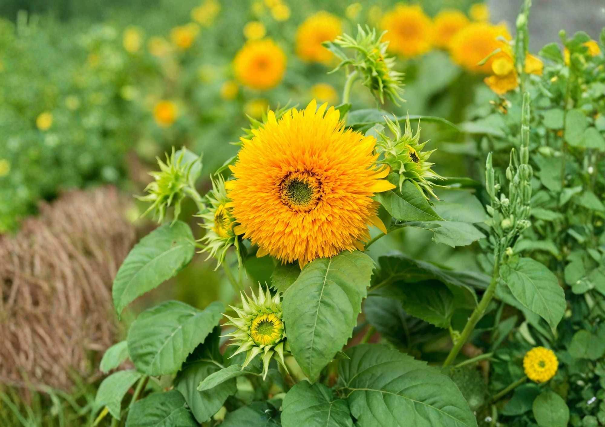 Giant Teddy Bear Sunflower Seeds, Heirloom Non-GMO, Large Fluffy Yellow Blooms, Bee Pollinator, Garden Planting, 25+ Seeds