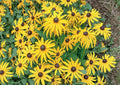 Maximilian Sunflower Seeds 100+ Perennial Heirloom Non-GMO Flower Seeds for Garden Pollinator Plants