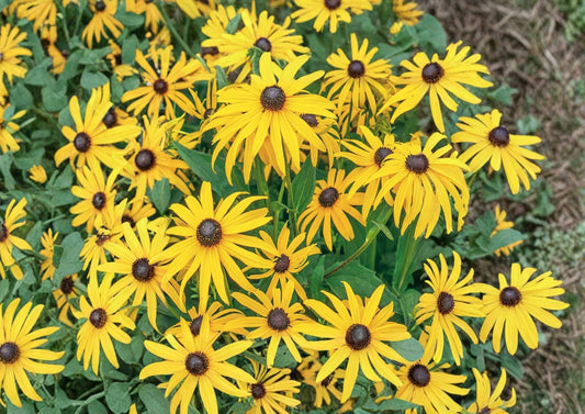 Maximilian Sunflower Seeds 100+ Perennial Heirloom Non-GMO Flower Seeds for Garden Pollinator Plants