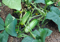 100+ Beit Alpha Cucumber Seeds, Organic Heirloom Non-GMO Vegetable Seeds for Garden, Persian Lebanese Crisp Seedless Style, High Yield