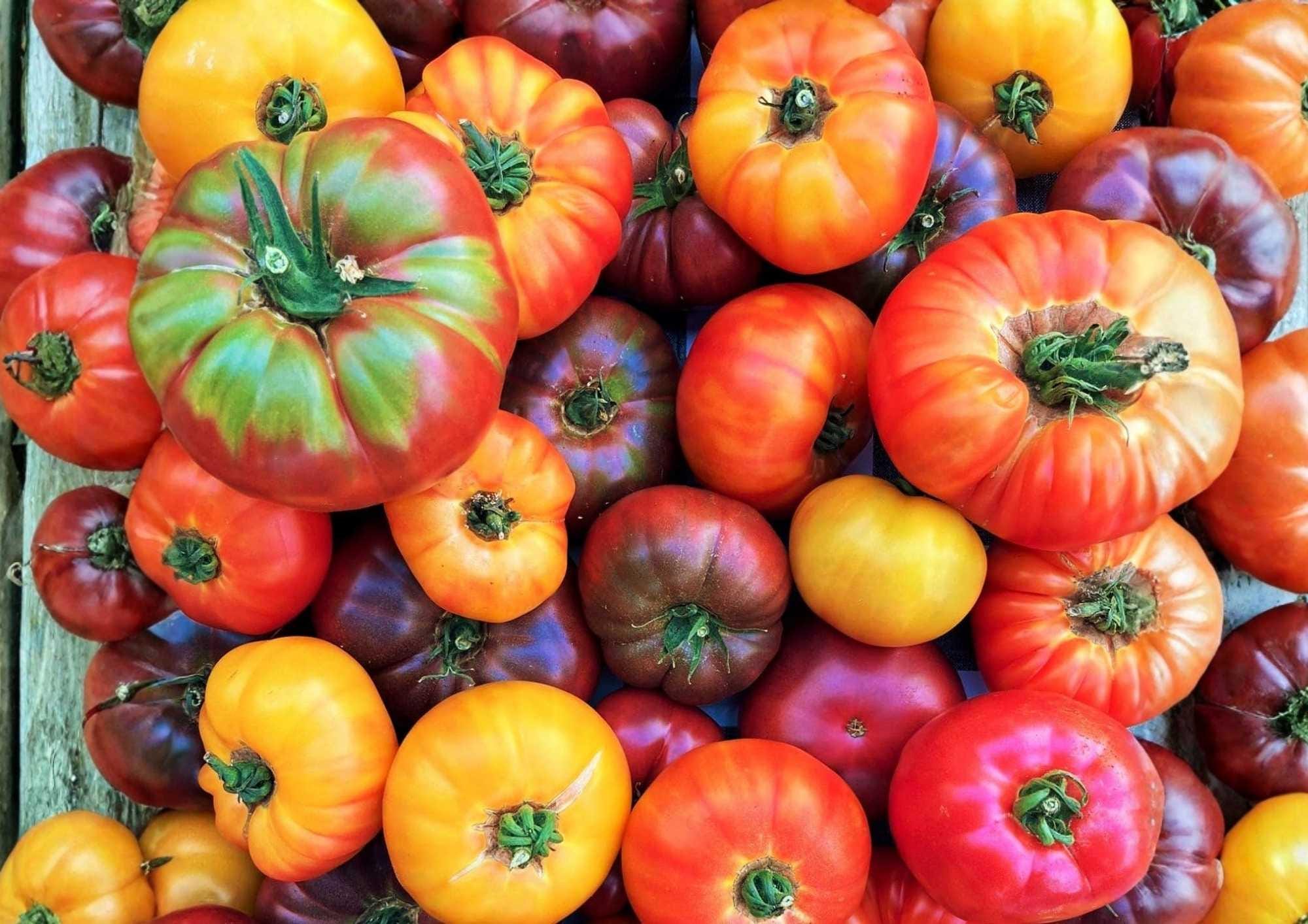 Rainbow Beefsteak Tomato Seeds – Heirloom Non-GMO Vegetable Seeds for Garden, Colorful Large Slicing Tomatoes, Sweet Juicy, Easy to Grow