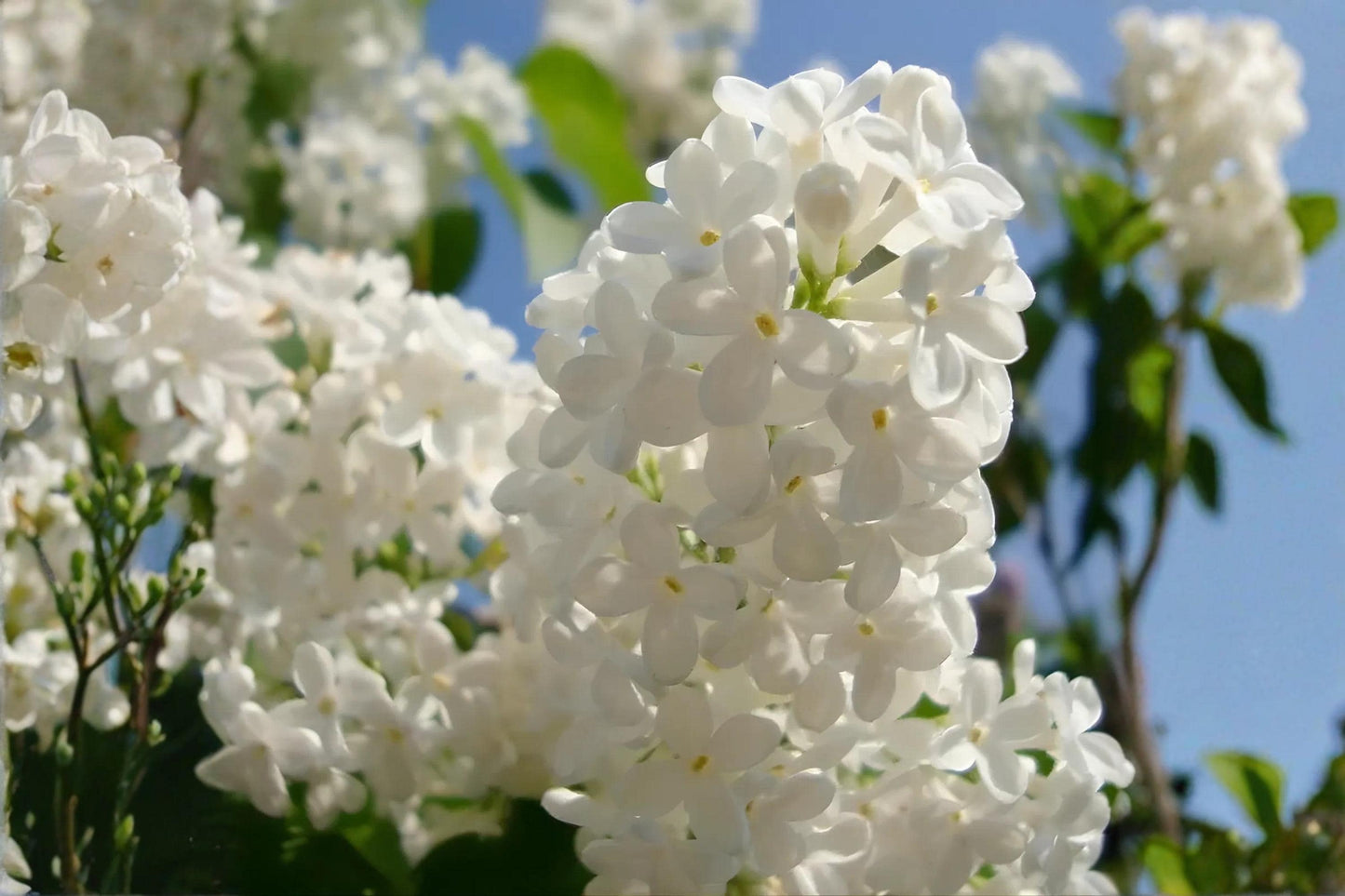 Japanese Tree Lilac Seeds, Fragrant Ornamental Syringa amurensis japonica, Large Clusters, Easy to Grow