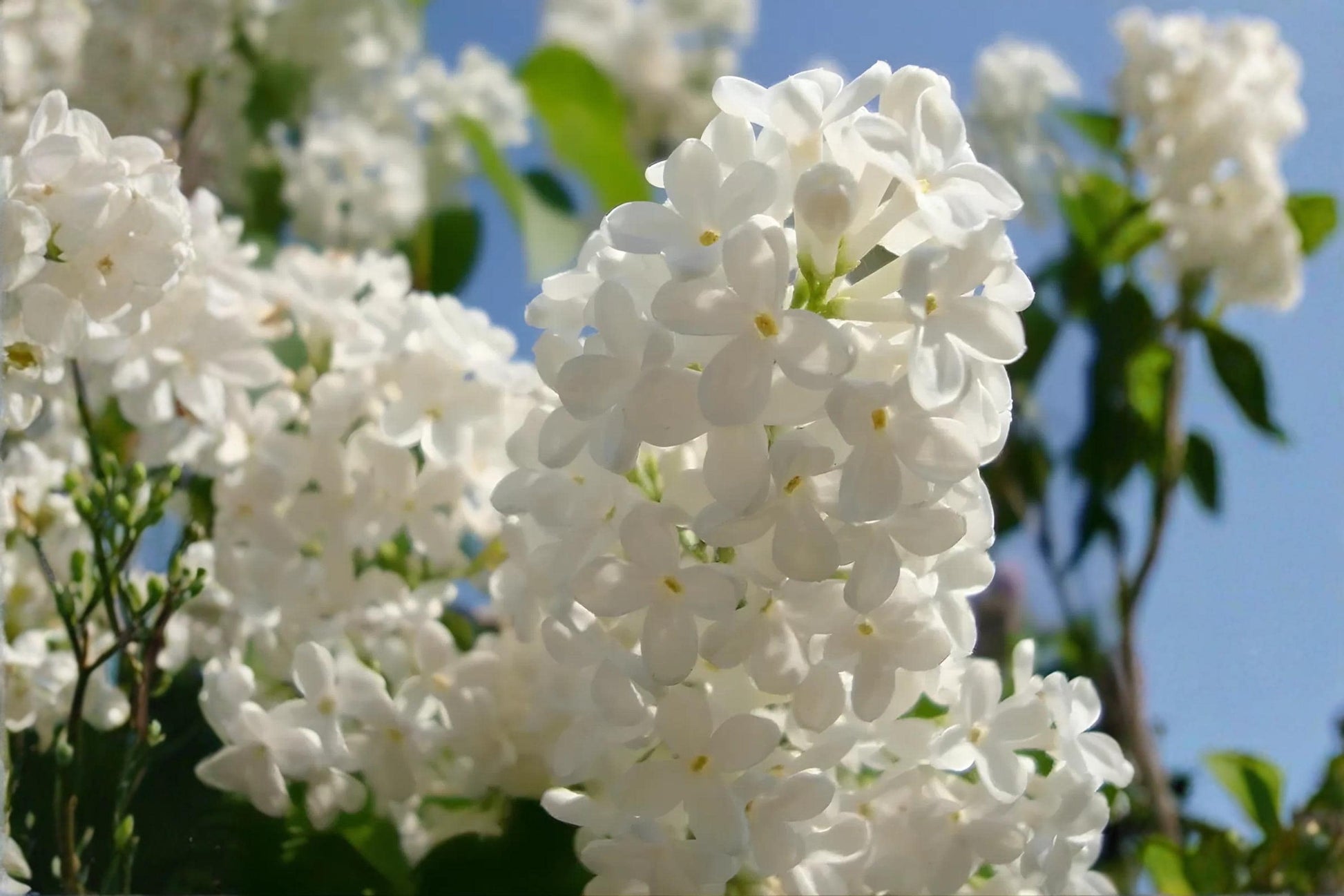 Japanese Tree Lilac Seeds, Fragrant Ornamental Syringa amurensis japonica, Large Clusters, Easy to Grow