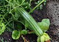 Black Beauty Zucchini Seeds – Heirloom Non-GMO Vegetable Seeds for Garden, Dark Green Summer Squash, High Yield, Tender Fruit