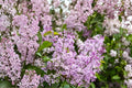 Early Lilac Seeds – Fragrant Purple to Pink Clusters, Syringa oblata, Spring Blooming Ornamental Shrubs, Hardy Garden Plants