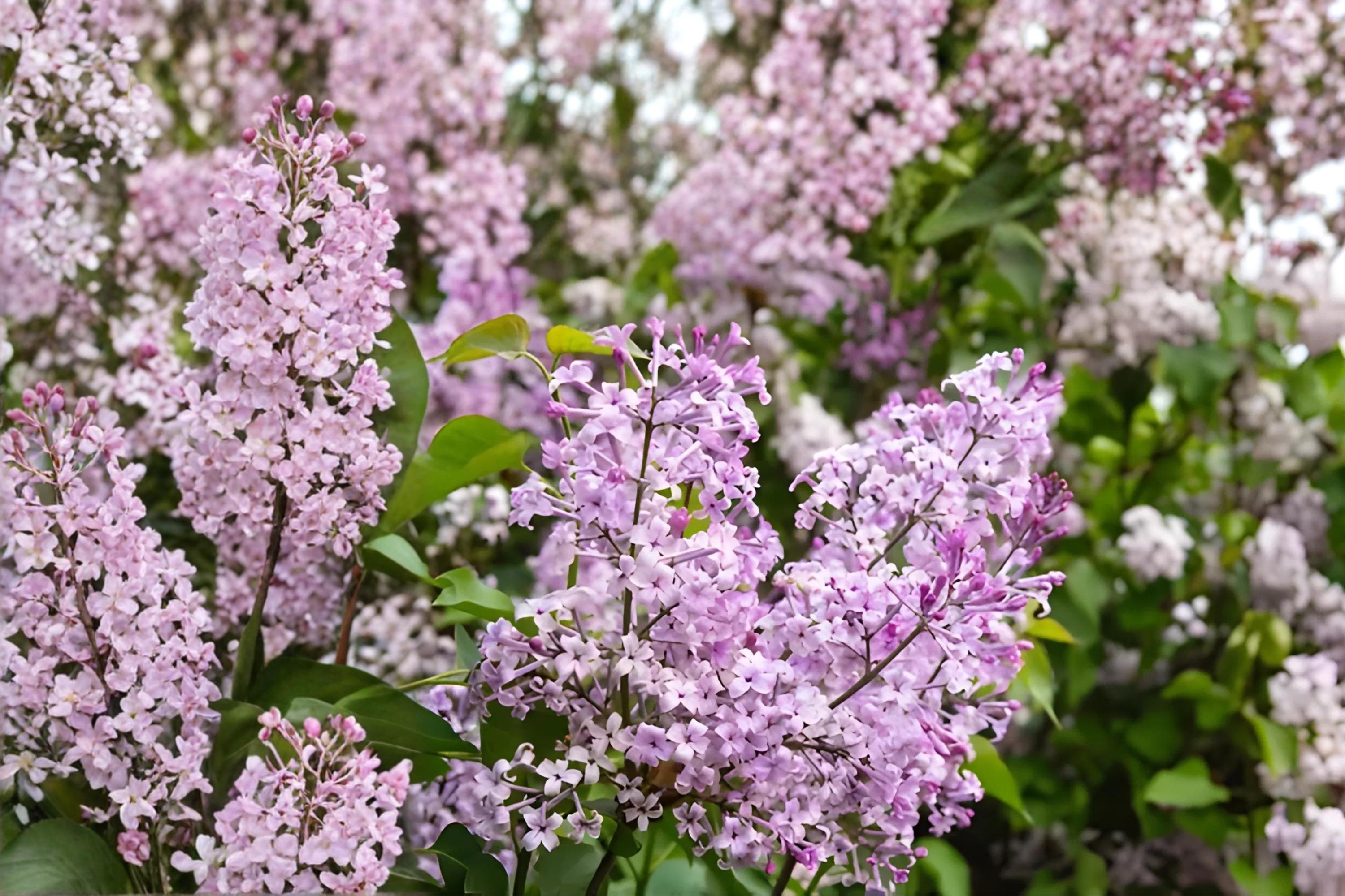 Early Lilac Seeds – Fragrant Purple to Pink Clusters, Syringa oblata, Spring Blooming Ornamental Shrubs, Hardy Garden Plants