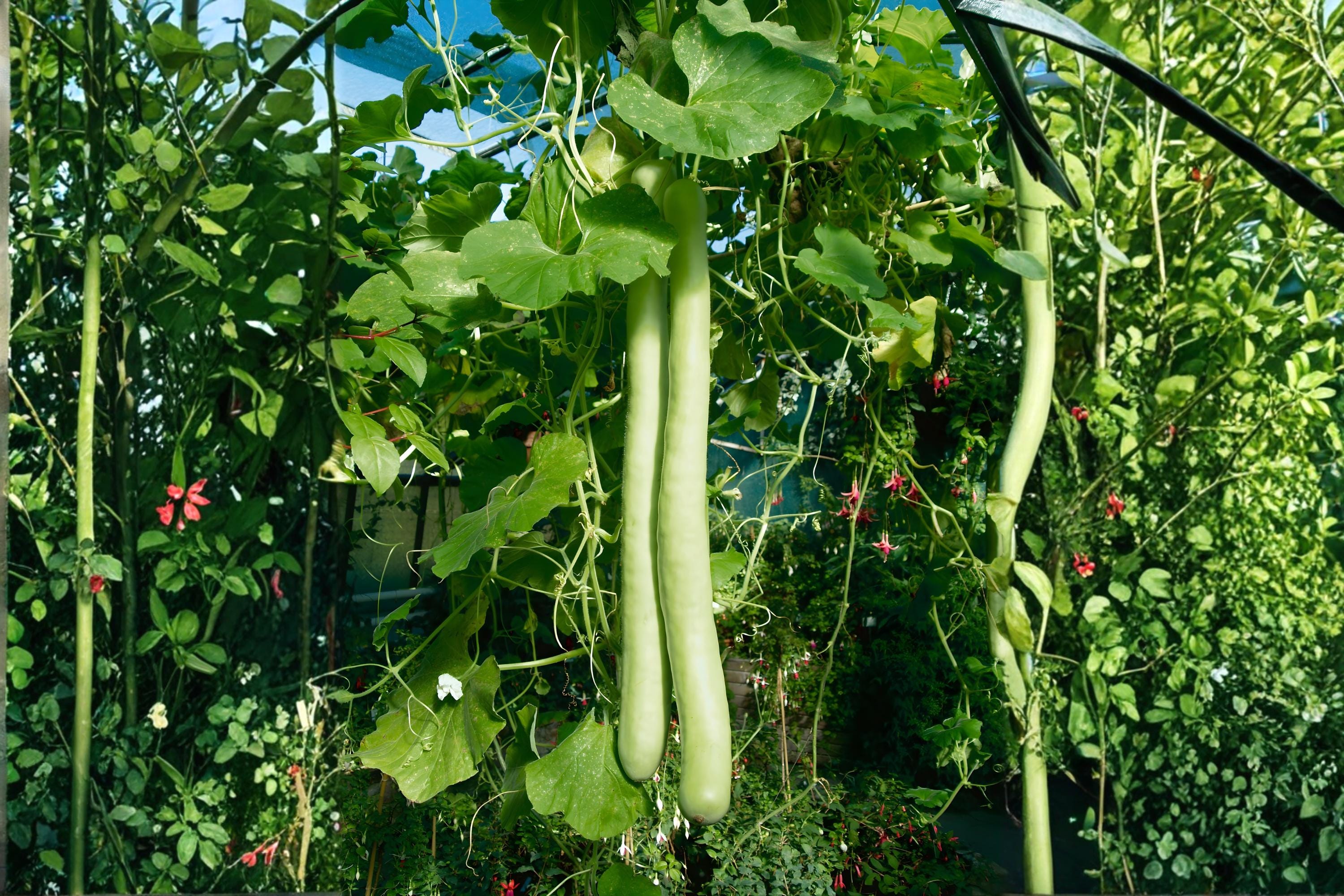 Snake Gourd Seeds (Lagenaria siceraria) – Fast-Growing Climbing Vine for Culinary & Ornamental Gardens