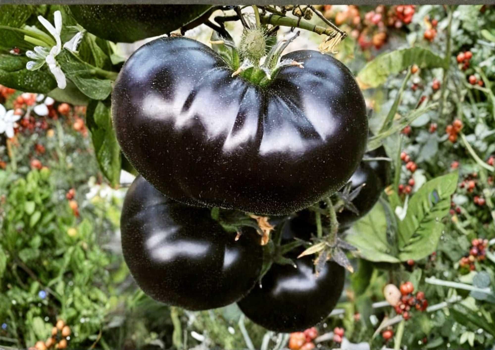 Black Beauty Tomato Seeds – Heirloom Vegetable Seeds for Garden, Dark Purple Black Beefsteak, High Yield, Non-GMO, Rich Flavor