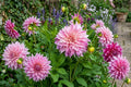 Dinnerplate Dahlia Bulb Clump 'Cafe au Lait' Royal | Large Flowering Tuber for Garden, Cut Flowers | Dahlia pinnata