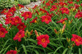 Daylily Bulbs Little Business Perennial Flower Bare Root Plants – Hemerocallis, Vibrant Blooming Garden Flowers for Borders and Landscaping