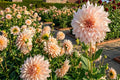 Dinnerplate Dahlia Bulb Clump Cafe au Lait Large Bloom Dahlia pinnata Garden Flower