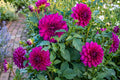 Purple Taiheijo Dinner Plate Dahlia Bulb Clump - Perennial Flowering Plant with Large Purple Blooms, Dahlia pinnata