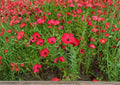 Scarlet Flax Seeds 200+ | Bright Red Wildflower Flower Seeds for Garden Planting | Ornamental Pollinator Friendly | Linum grandiflorum