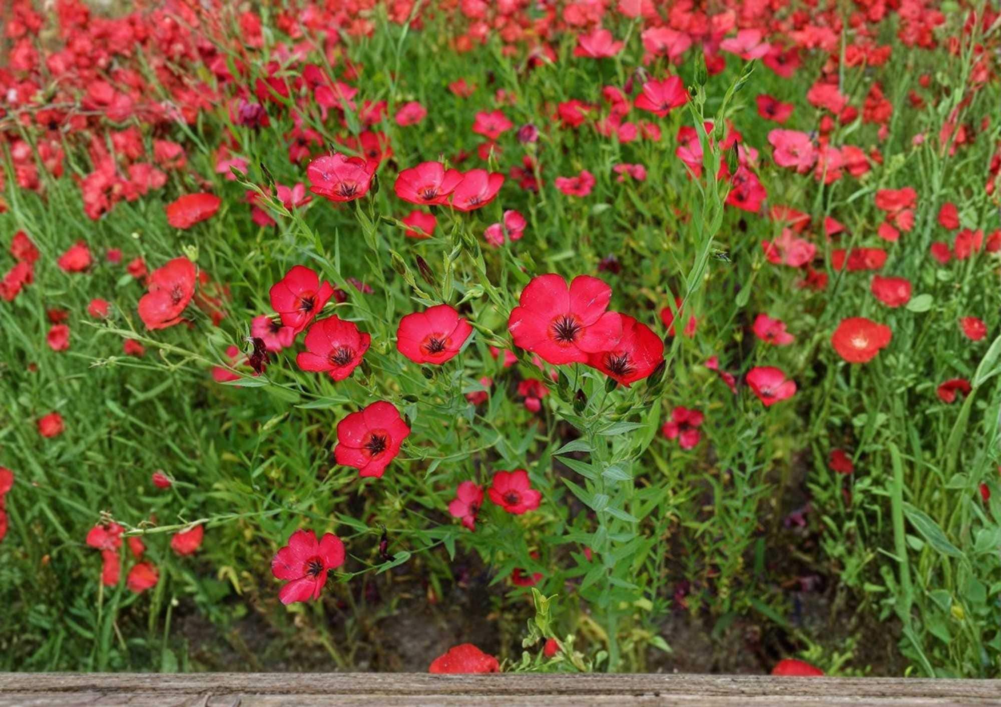 Scarlet Flax Seeds 200+ | Bright Red Wildflower Flower Seeds for Garden Planting | Ornamental Pollinator Friendly | Linum grandiflorum