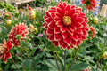 Giant Dinner Plate Dahlia Bulb Clump - Dutch Carnival Variety - Colorful Flowering Dahlia pinnata Plant