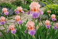German Bearded Iris Bulb Rhizomes – Pastel Colors, Iris germanica, Garden Flowering Plant