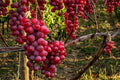 Seedless Grape Vine Plant – Vanessa Red Vitis vinifera, 1-2 Year Old, Fruit-Bearing, Climbing Garden Plant