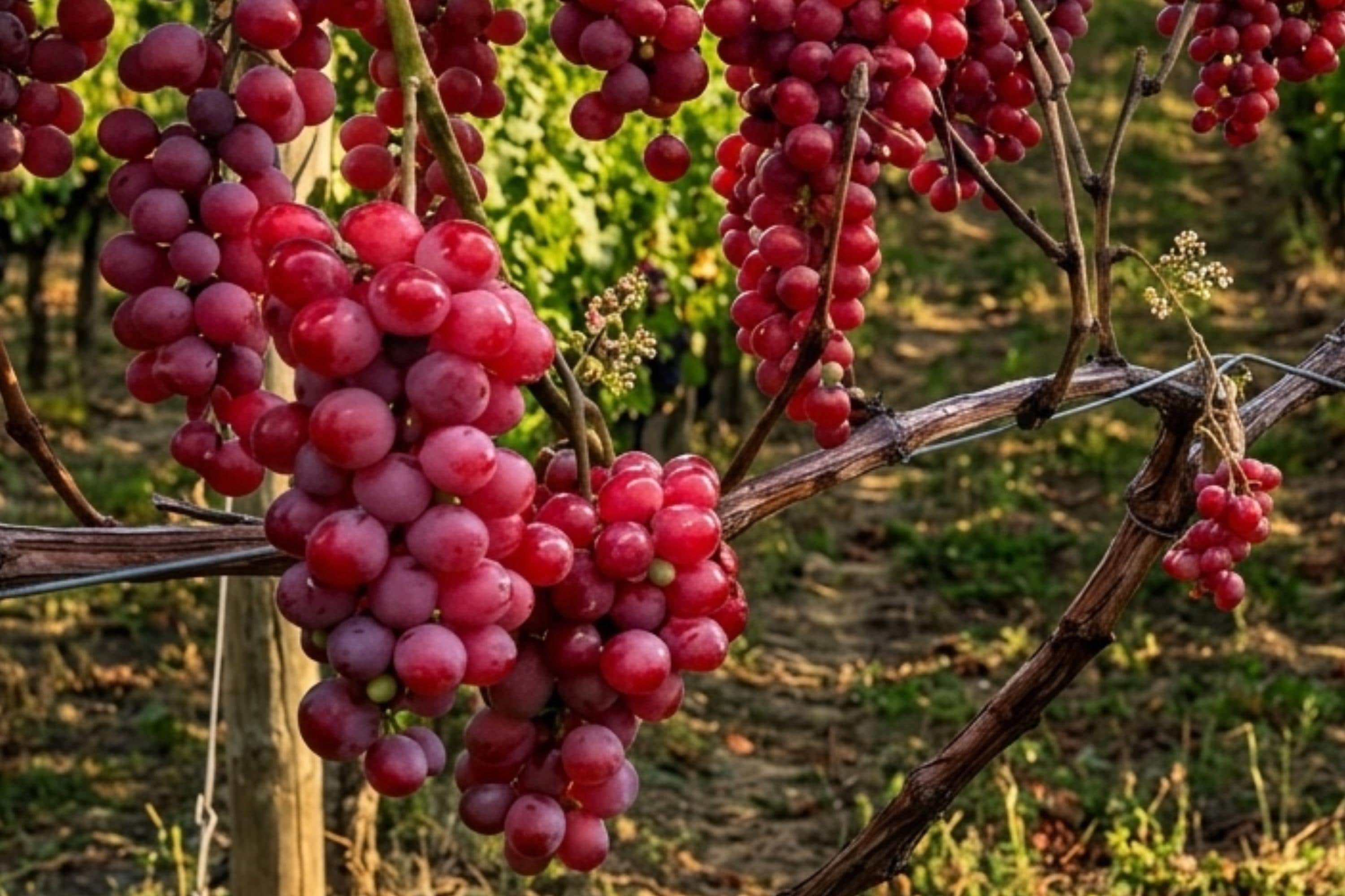 Seedless Grape Vine Plant – Vanessa Red Vitis vinifera, 1-2 Year Old, Fruit-Bearing, Climbing Garden Plant