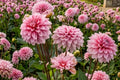 Strawberry Cream Dahlia Bulb Tuber Clump - Perennial Decorative Flower - Dahlia pinnata