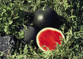 Florida Giant Watermelon Seeds – Heirloom Organic Non-GMO Rare Fruit Seeds for Garden Planting, Heavy Yield, Sweet Red Flesh, Fast Shipping