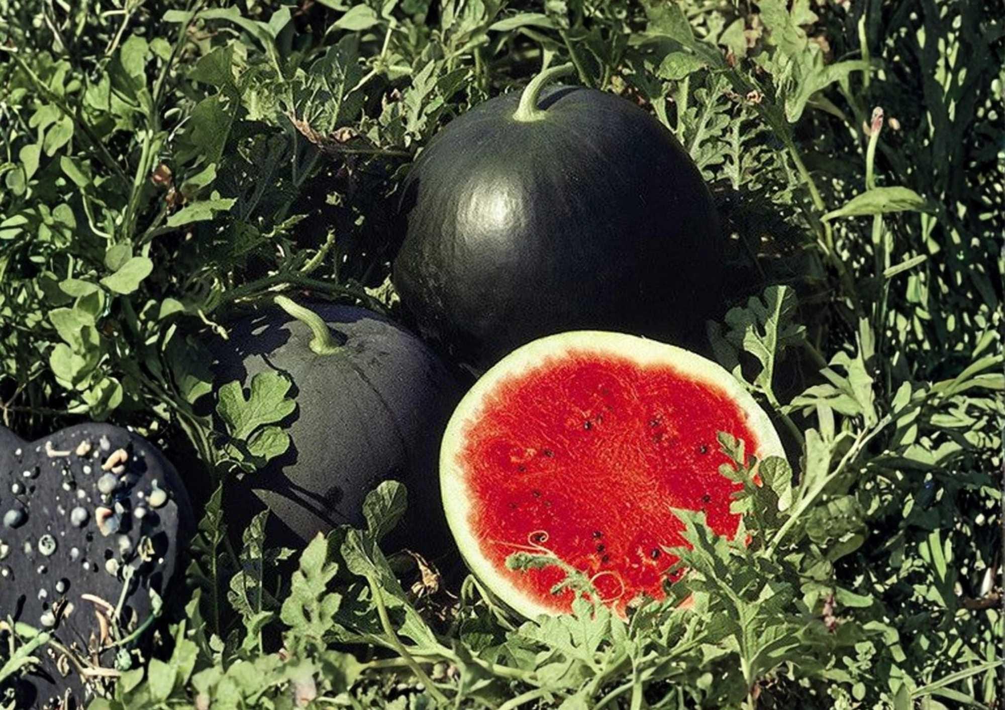 Florida Giant Watermelon Seeds – Heirloom Organic Non-GMO Rare Fruit Seeds for Garden Planting, Heavy Yield, Sweet Red Flesh, Fast Shipping