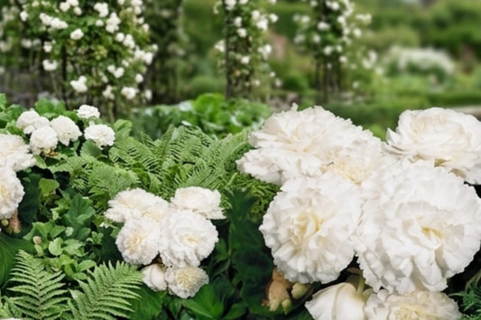 Non-Stop White Double Begonia Bulbs – 4 Live Plants, Continuous Blooming, Begonia x tuberhybrida for Garden or Indoor Use