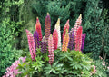 Russell Lupine Seeds 50+ Pack Mixed Colors Perennial Flower Seeds for Garden Planting, Tall Colorful Spikes, Bee & Butterfly Pollinator Plant