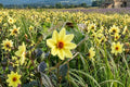 Single Flowered Dahlia Bulb Tuber Clump - Tournesol (Dahlia pinnata) - Large 6+ Inch Blooms for Borders, Containers & Cut Flowers