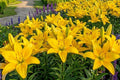 Yellow County Asiatic Lily Bulbs - 3 Pack, Butterfly Attracting, Lilium asiaticum, Summer Blooming, Garden Flowers