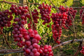 Ruby Red Seedless Grape Plant - 1-2 Year Old Vitis vinifera, Ready to Plant, Fruit-Bearing, Pruned for Easy Growth
