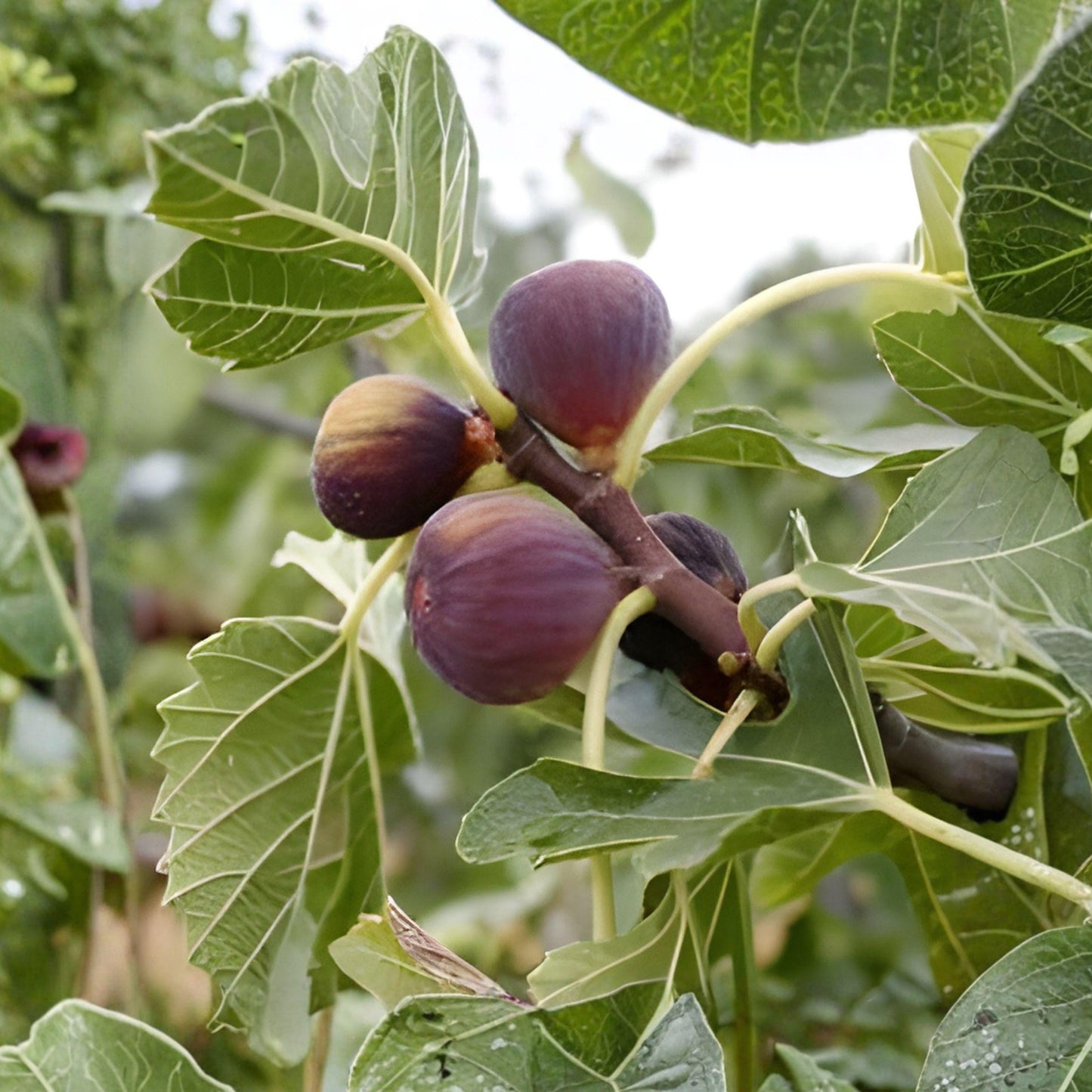 Magnolia Fig Tree Plant Starter Ficus carica Sweet Fruit Tree for Garden or Container Growing
