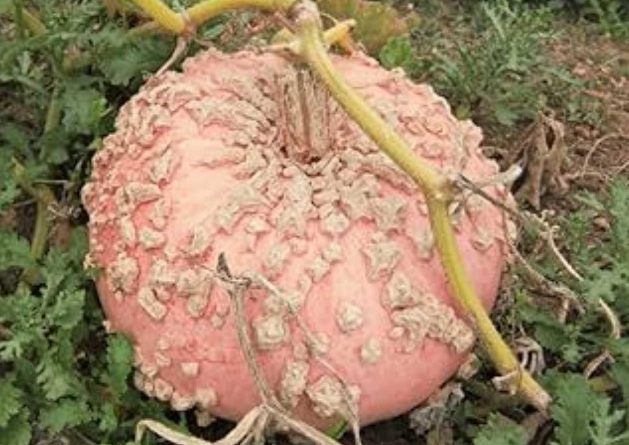 Galeux d’Eysines Pumpkin Seeds, French Heirloom Vegetable Seeds, Pink Warty Winter Pumpkin, Garden Planting, Rare Heirloom Seeds