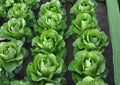 Giant Caesar Romaine Lettuce Seeds, Heirloom Vegetable Seeds for Garden, Crisp Tall Heads, High Yield Salad Greens, Lactuca sativa