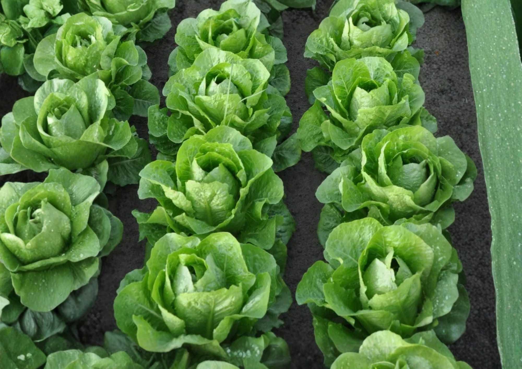 Giant Caesar Romaine Lettuce Seeds, Heirloom Vegetable Seeds for Garden, Crisp Tall Heads, High Yield Salad Greens, Lactuca sativa