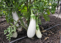 200+ Snowy White Egg Eggplant Seeds – Heirloom Rare Vegetable Seeds for Garden Planting, Small White Oval Eggplants, Mild Tender Gourmet Variety
