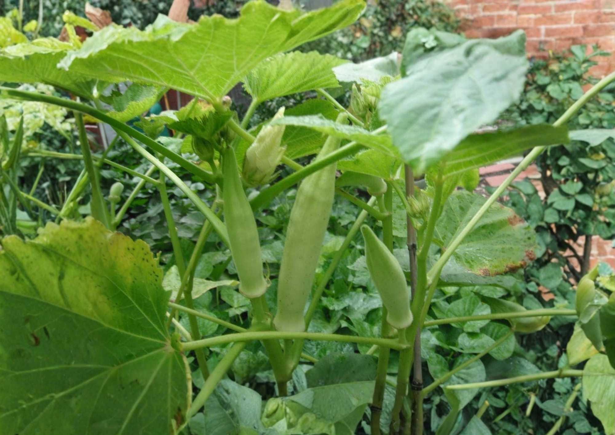 50+ Silver Queen Okra Seeds – Heirloom, Rare Vegetable Seeds for Garden, High Yield Tender Green Pods, Southern Okra Variety