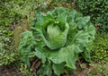 200+ Georgia Southern Collard Seeds – Heirloom Vegetable Seeds for Garden Planting, Large Tender Green Leaves, Southern Collard Greens, High-Quality