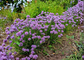 Chives Seeds 500+ Perennial Herb Green Onion Culinary Planting, Mild Onion Flavor, High Yield Kitchen Garden Variety