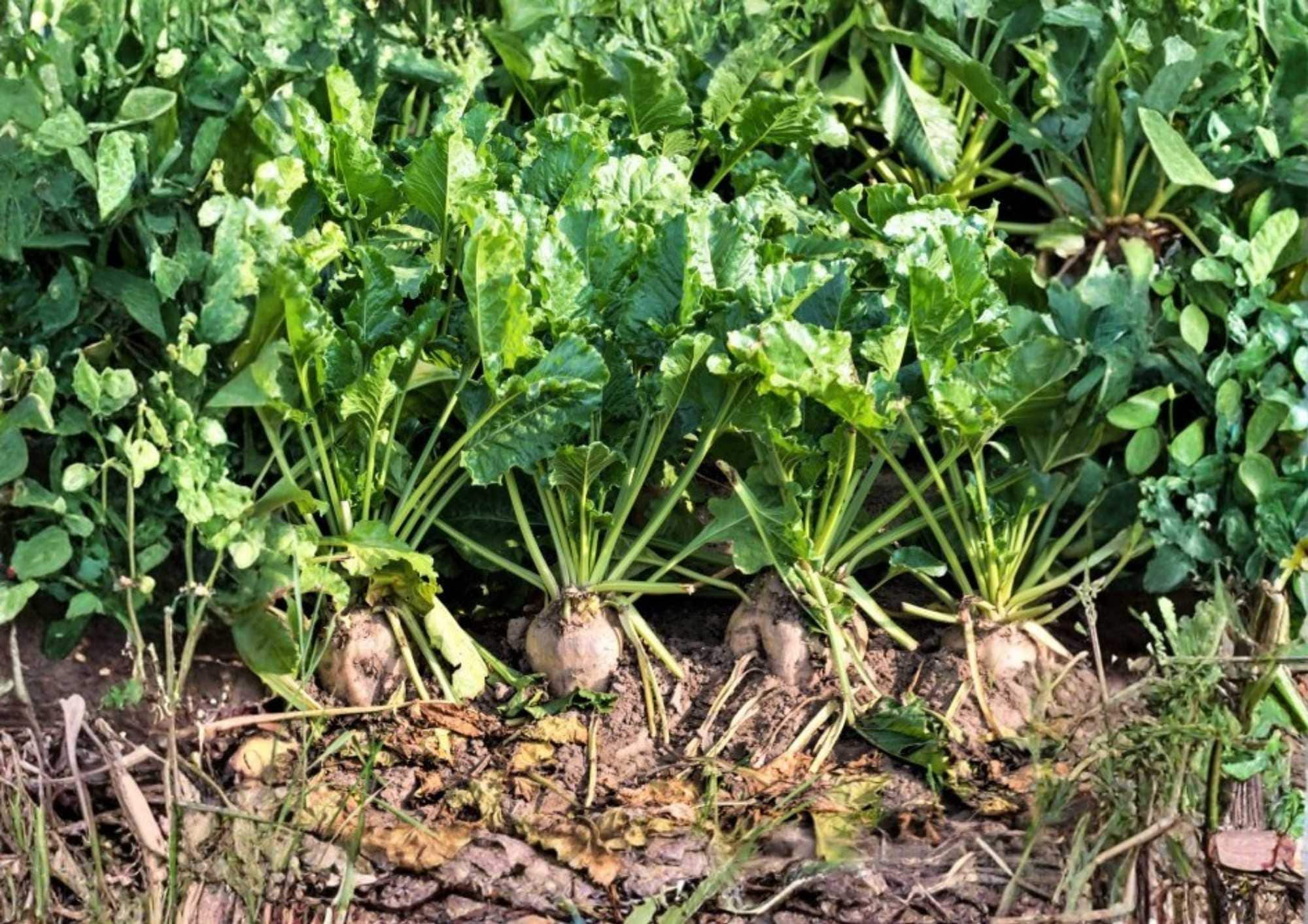 200+ Sugar Beet Seeds – Heirloom White Beets for Garden, Root Crop, Natural Sweetener, High Sugar Content, Vegetable Seeds
