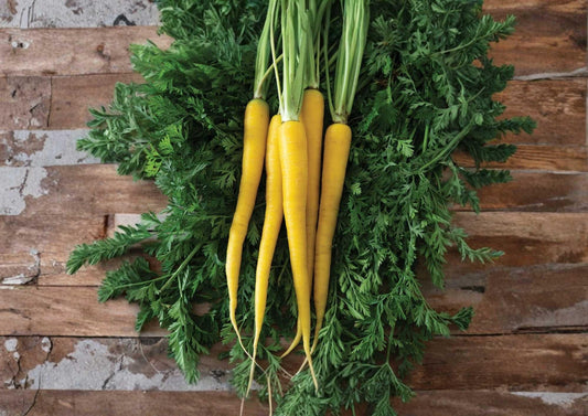 Yellow Carrot Seeds 200+ | Rare Heirloom Vegetable Seeds for Garden Planting | Sweet Golden, High Yield, Crunchy Root Variety