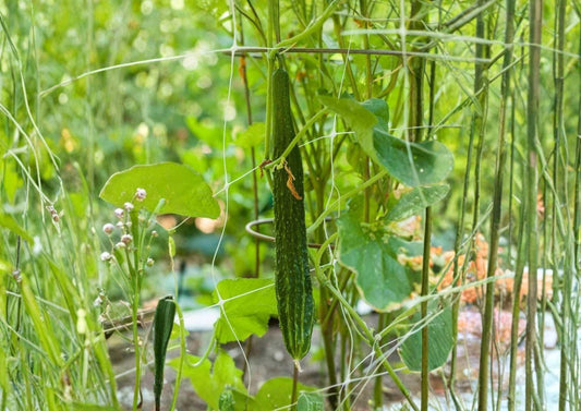 Japanese Long Cucumber Seeds – Heirloom Burpless Vegetable Seeds for Garden Planting, Extra Long Crisp Sweet Green Cucumbers, High Yield
