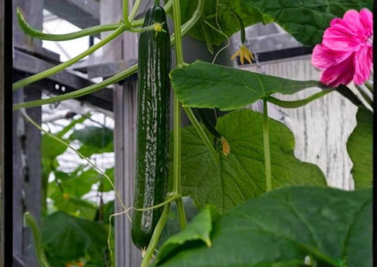 Green Cucumber Seeds 50+ Heirloom Non-GMO Vegetable Seeds for Garden, Early Maturing High Yield Crisp Salad Cucumbers