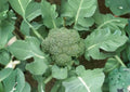 Waltham 29 Broccoli Seeds, Organic Non-GMO, Heirloom Vegetable Seeds for Gardening, Cold Hardy, High Yield Green Head Broccoli