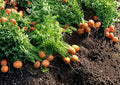 200+ Parisian Carrot Seeds, Heirloom Non-GMO Vegetable Seeds for Garden, Small Round Gourmet Baby Carrots, Sweet Tender, High Yield