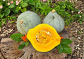 Giant Blue Hubbard Squash Seeds – Heirloom Non-GMO Rare Vegetable Seeds for Garden Planting, Sweet Winter Squash, Large Storage, Blue Grey