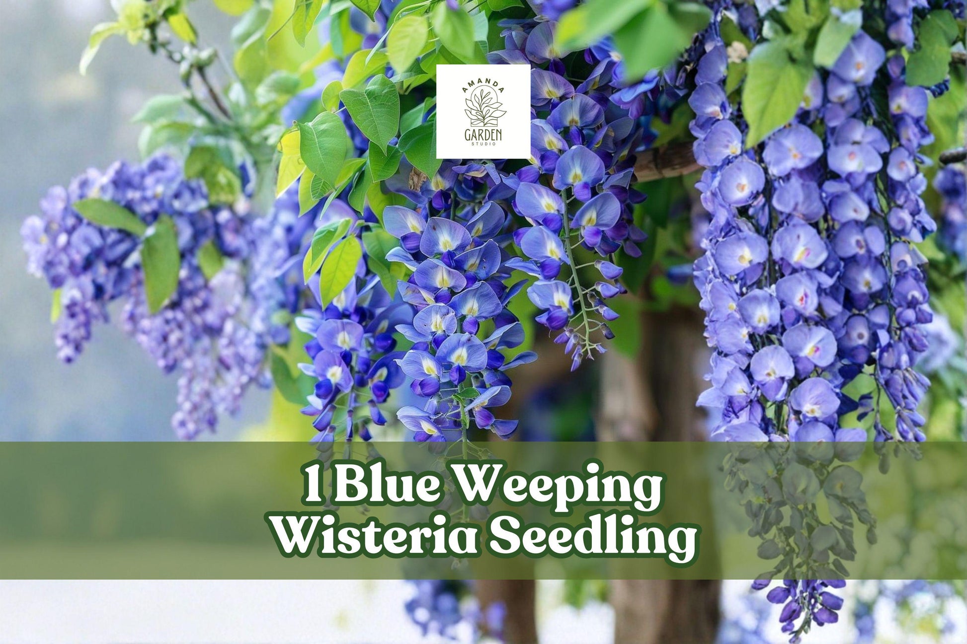 Blue Weeping Wisteria Seedling, Climbing Vine for Pergola & Garden, Wisteria sinensis / floribunda