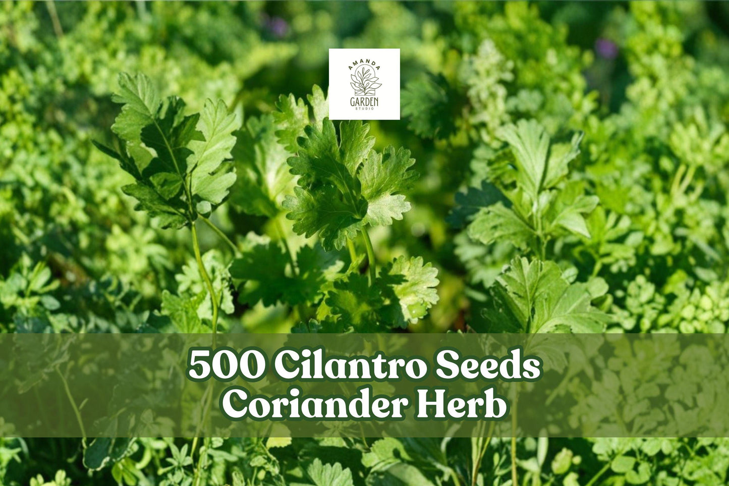 500 Cilantro Seeds Coriander Herb for Indoor Outdoor Kitchen Garden - Coriandrum sativum