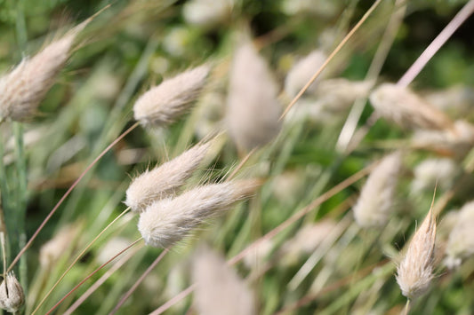 Hard Fescue Grass Seeds 100 Pack | Festuca brevipila ‘Beacon’ Low-Maintenance Cool-Season Turf