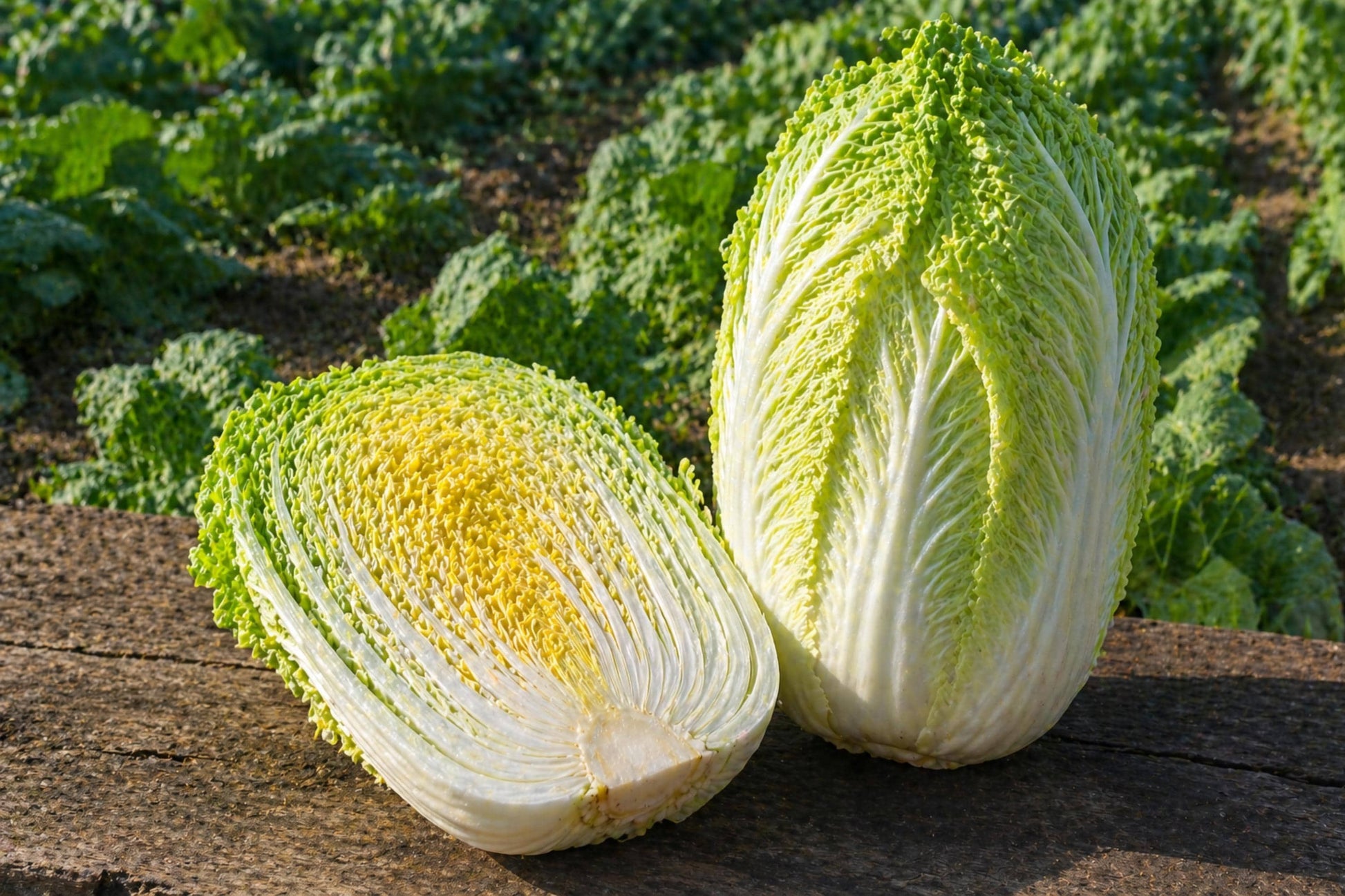 Kogane Chinese Cabbage Seeds, Napa Cabbage, Asian Vegetable, Tender Leaves, Mild Flavor, Fast-Growing, Heirloom, 150 Seeds